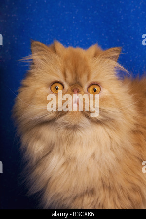 Red Persian cat portrait on blue background Stock Photo