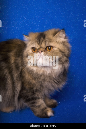 Persian cat portrait on blue background Stock Photo