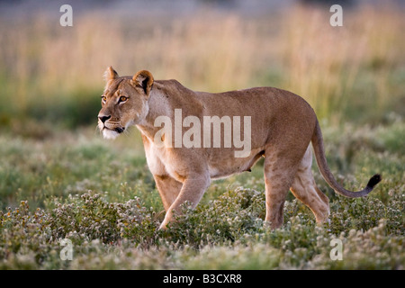 Africa, Botswana, Lioness (Panthera leo) Stock Photo