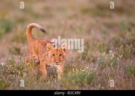 Africa, Botswana, Lion cub (Panthera Leo) Stock Photo