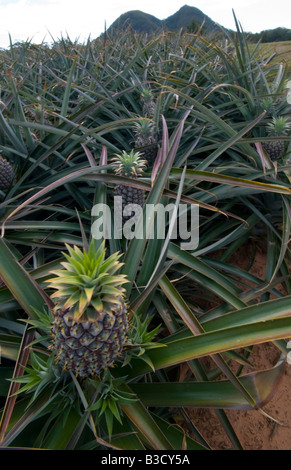 Pineapples growing in Queensland Australia Stock Photo