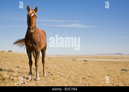 Africa, Namibia, Aus, Wild Horse Stock Photo