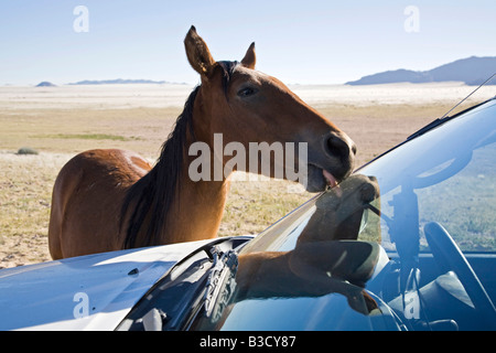 Africa, Namibia, Aus, Wild Horse near car Stock Photo