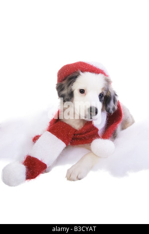 Cute miniature Australian Shepherd puppy dressed for winter in red and white striped hat and scarf in snow Stock Photo