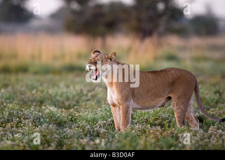 Africa, Botswana, Lioness (Panthera leo) roaring Stock Photo