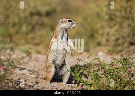 Africa, Botswana, African ground squirrel (Xerus rutilus) on hind legs, close-up Stock Photo