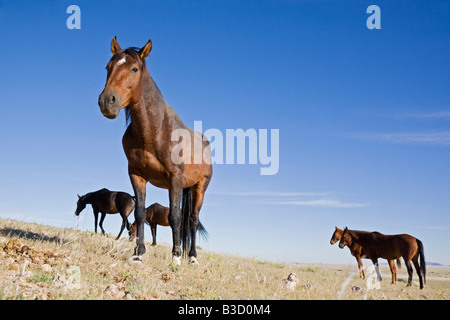 Africa, Namibia, Aus, Wild Horses Stock Photo