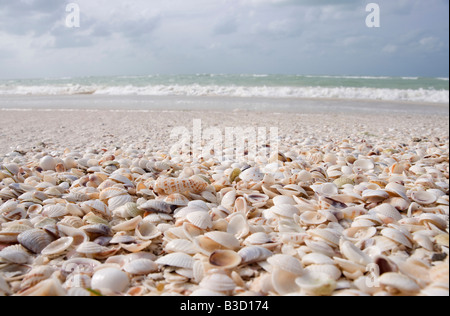 Mexico, Holbox Island, seashells covering white sand beach Stock Photo