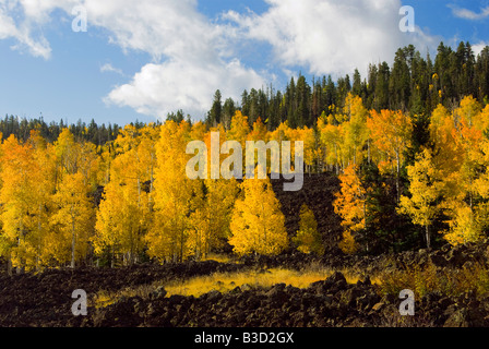 Fall colors line the lava fields Dixie National Forest right outside Cedar Breaks National Monument Utah Stock Photo