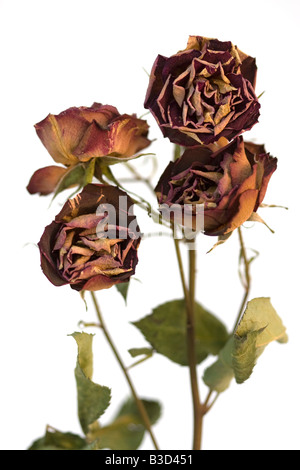 A bunch of dead and dying Roses Stock Photo - Alamy