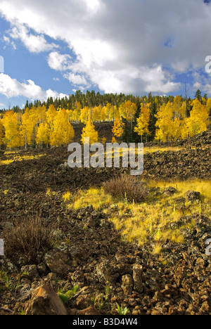 Fall colors line the lava fields Dixie National Forest right outside Cedar Breaks National Monument Utah Stock Photo