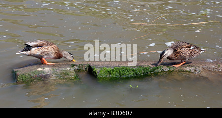 A pair of mallard ducks harvesting weed from a log on a river in the Norfolk Broads England Stock Photo
