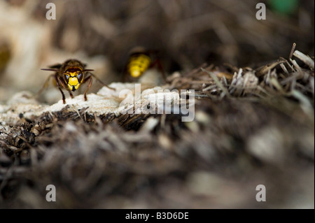 Vespa crabro. Hornet guarding its nest in between old bales of straw. UK Stock Photo