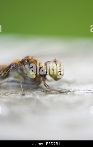 Sympetrum striolatum. Common darter dragonfly Stock Photo