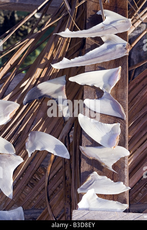Shark fins lying in the sun to dry Stock Photo
