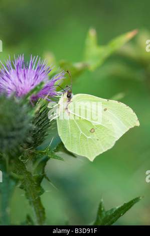 Gonepteryx rhamni. Brimstone butterfly feeding on a thistle. UK Stock Photo