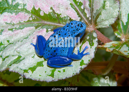 Poison dart frog (Dendrobates azureus), Surinam Stock Photo