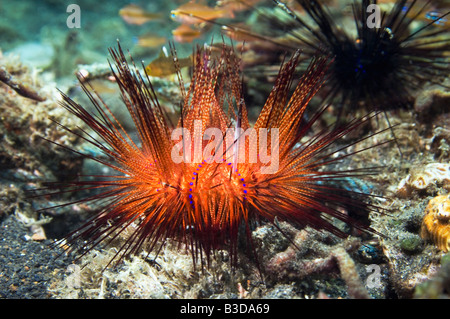 False fire urchin Astropyga radiata with a Long spine urchin Diadema setosum in background Stock Photo