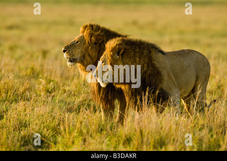 Profile of two adult male lions standing on the Mara plain in the early morning sunlight Stock Photo
