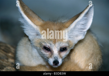 Fennec fox (Vulpes zerda [Canis zerda]) is a small crepuscular fox