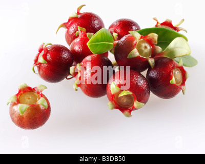 Organic Ugni molinae or Turcz fruit still life on a white background for cut out Stock Photo