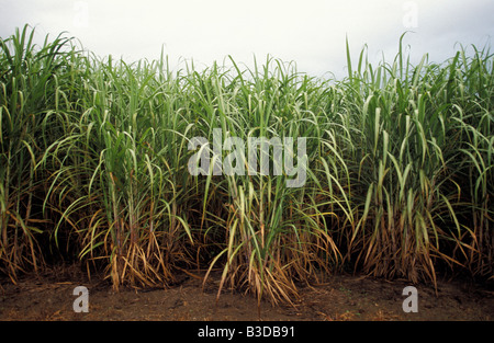 Sugar Cane Crop Dulguigan Flood Plain Tweed Valley Murwillumbah New South Wales Australia Stock Photo