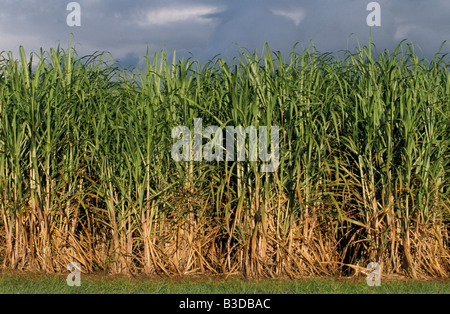 Sugar Cane Crop Dulguigan Flood Plain Tweed Valley Murwillumbah New South Wales Australia Stock Photo