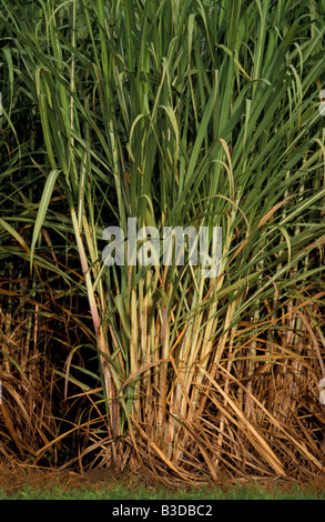 Sugar Cane Crop Dulguigan Flood Plain Tweed Valley Murwillumbah New South Wales Australia Stock Photo