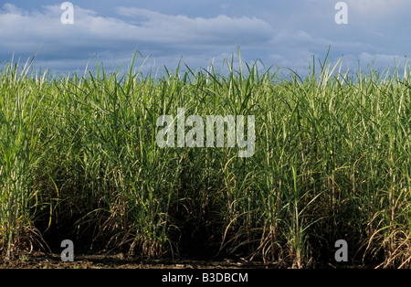 Sugar Cane Crop Dulguigan Flood Plain Tweed Valley Murwillumbah New South Wales Australia Stock Photo