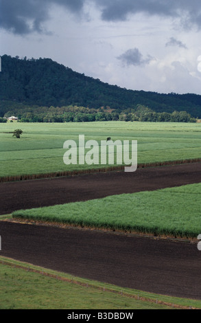 Sugar Cane Crop Dulguigan Flood Plain Tweed Valley Murwillumbah New South Wales Australia Stock Photo