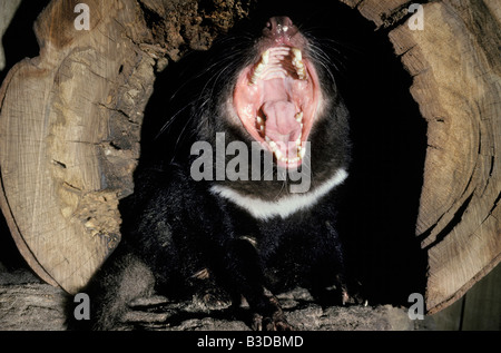 diable de tasmanie Beutelteufel Tasmanian Devil Sarcophilus harrisii with open mouth animal Beutelsaeuger Beuteltier Diable de T Stock Photo