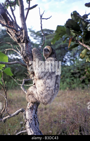 A three-toed sloth on the ground ready to climb on a tree, Panama Stock