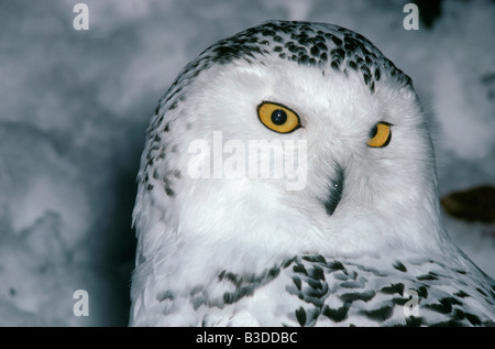 Snowy Owl Nyctea scandia sitting on the snow harfang des neiges portrait Arctic Arctic Owl Arktis Aves Bubo scandiacus Chouette Stock Photo