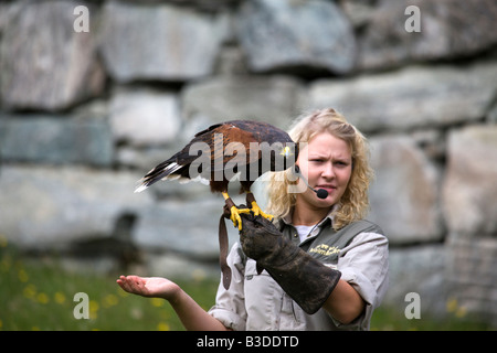 Harris’ Hawk (Parabuteo unicinctus) Stock Photo