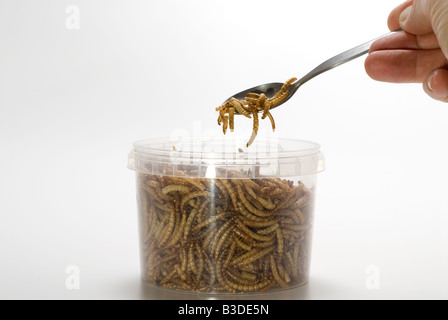 Container full of dried mealworms some being lifted on a spoon Stock Photo