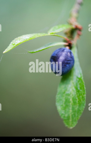 Prunus spinosa. Sloe berry on a blackthorn tree Stock Photo