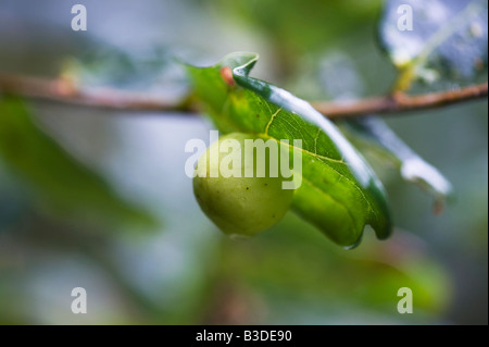 Quercus robur. Oak apple under an oak leaf Stock Photo