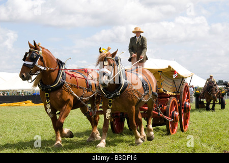 A pair of Suffolk Punch horses in the ring at Cranleigh Show, 2008 Stock Photo