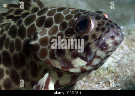 Longfin grouper under water Stock Photo