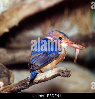 Malachite crested Kingfisher with prey martin pecheur huppe Alcedo cristata Action Actions Adult Adults Africa Africa species Af Stock Photo