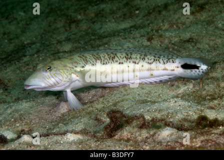 Speckled Sandperch sitting on the bottom under water Stock Photo