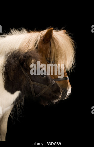 A Shetland Pony Mare with her Foal