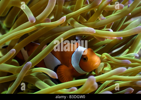 Anemonefish inside anemone under water Stock Photo