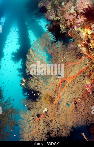 Colourful pier pillars covered in hard and soft coral and sponges under water Stock Photo