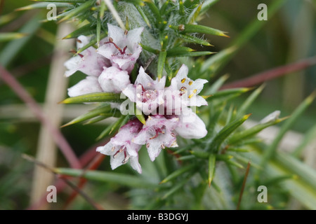 Close-up of Common Dodder, cuscuta epithymum, growing on gorse. Stock Photo
