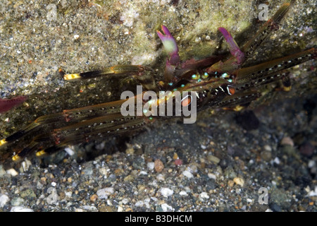 Flat brown crab with red eyes and yellow line on its legs and pink pincers on a rock under water Stock Photo
