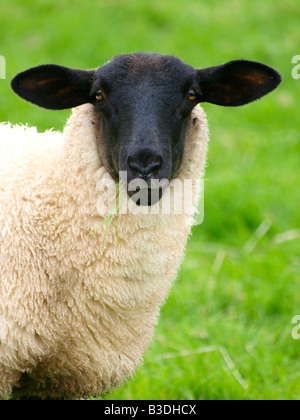 A Suffolk sheep also known as a black faced sheep chewing grass. Stock Photo
