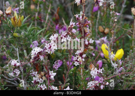 Common Dodder, cuscuta epithymum, growing on heather Stock Photo
