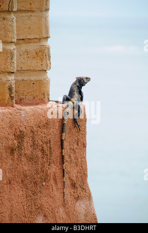 ZIHUATANEJO, Mexico - An iguana perched on an adobe wall overlooking the bay at Zihuatanejo. Stock Photo