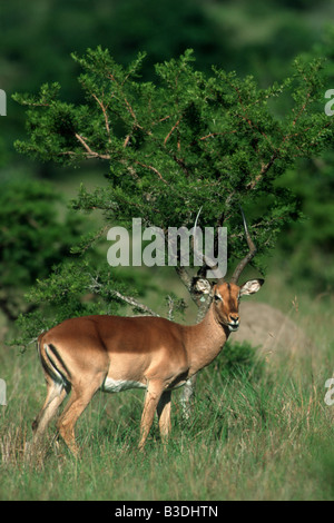 Impala / Schwarzfersen-Antilope Stock Photo - Alamy